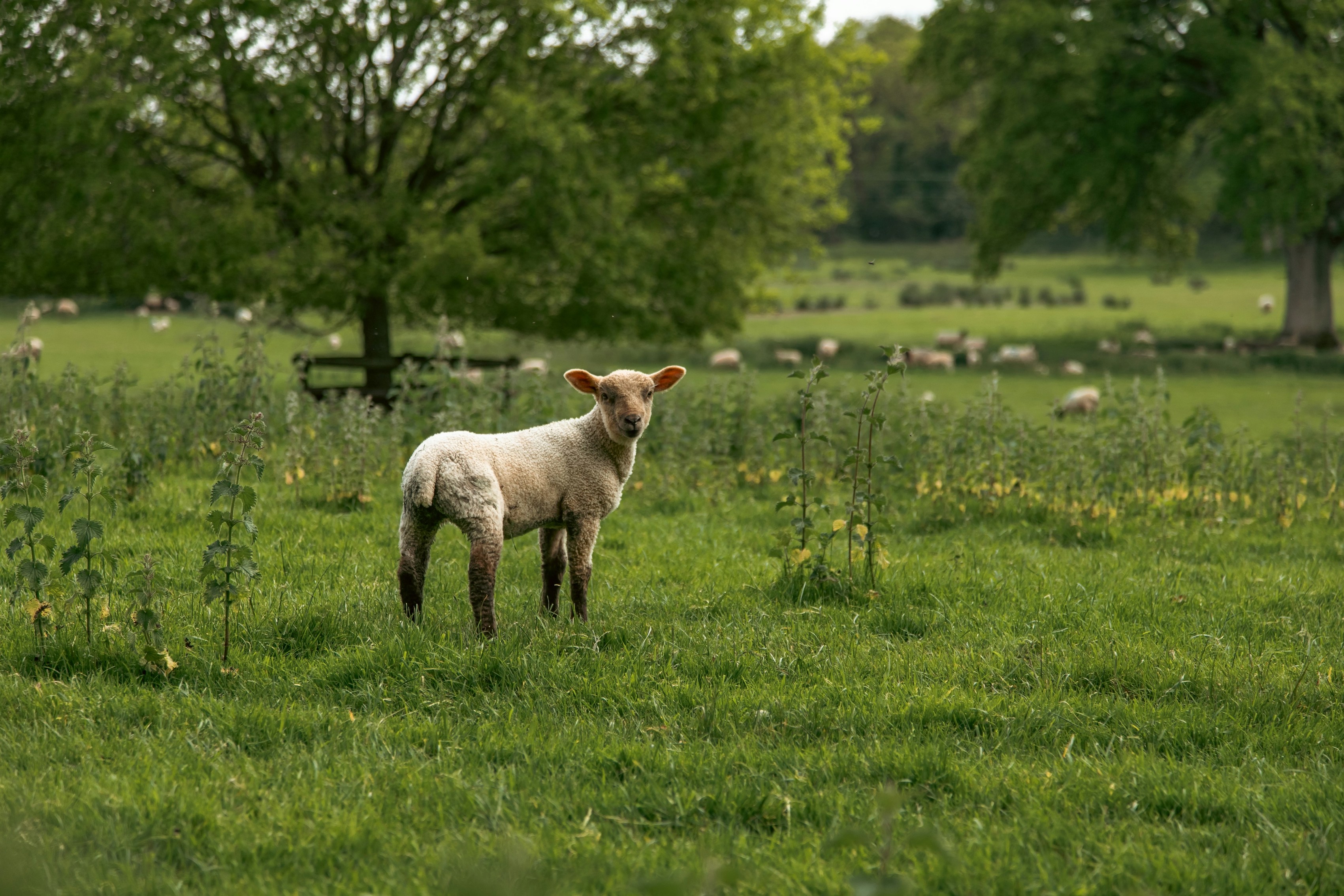 Vegan vs. plant-based: Which one is right for you?