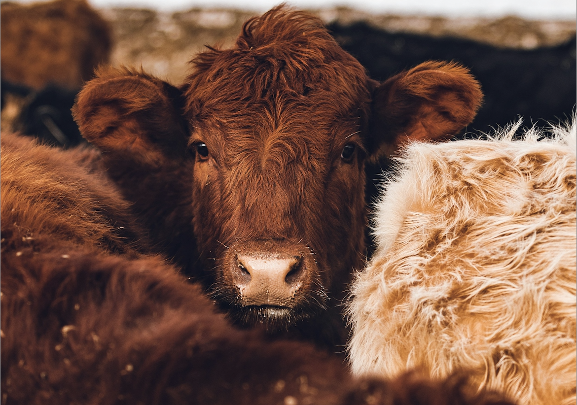 Achieving a brighter world: Cattle ranchers go vegan