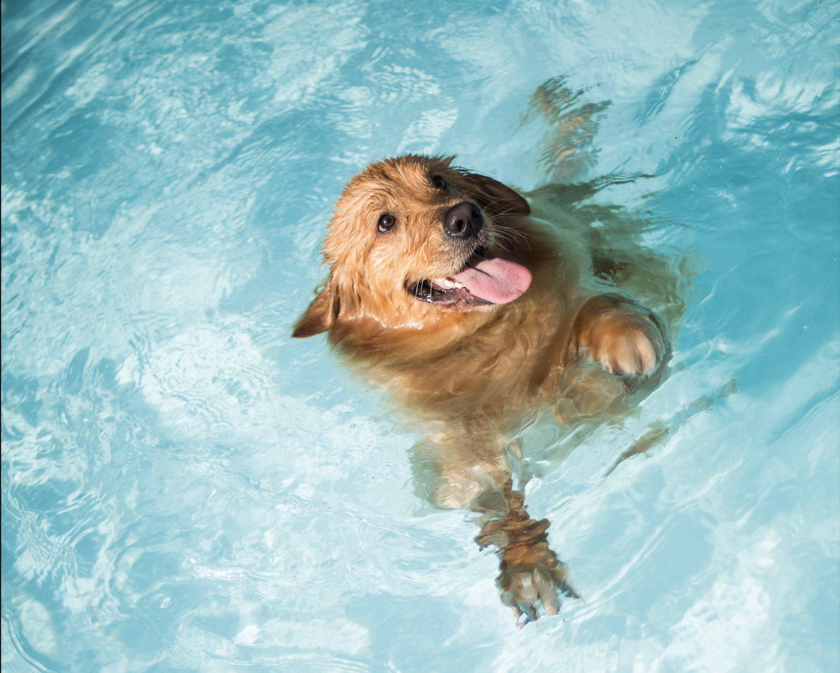 Cruelty-free holidays and ethical travel guide