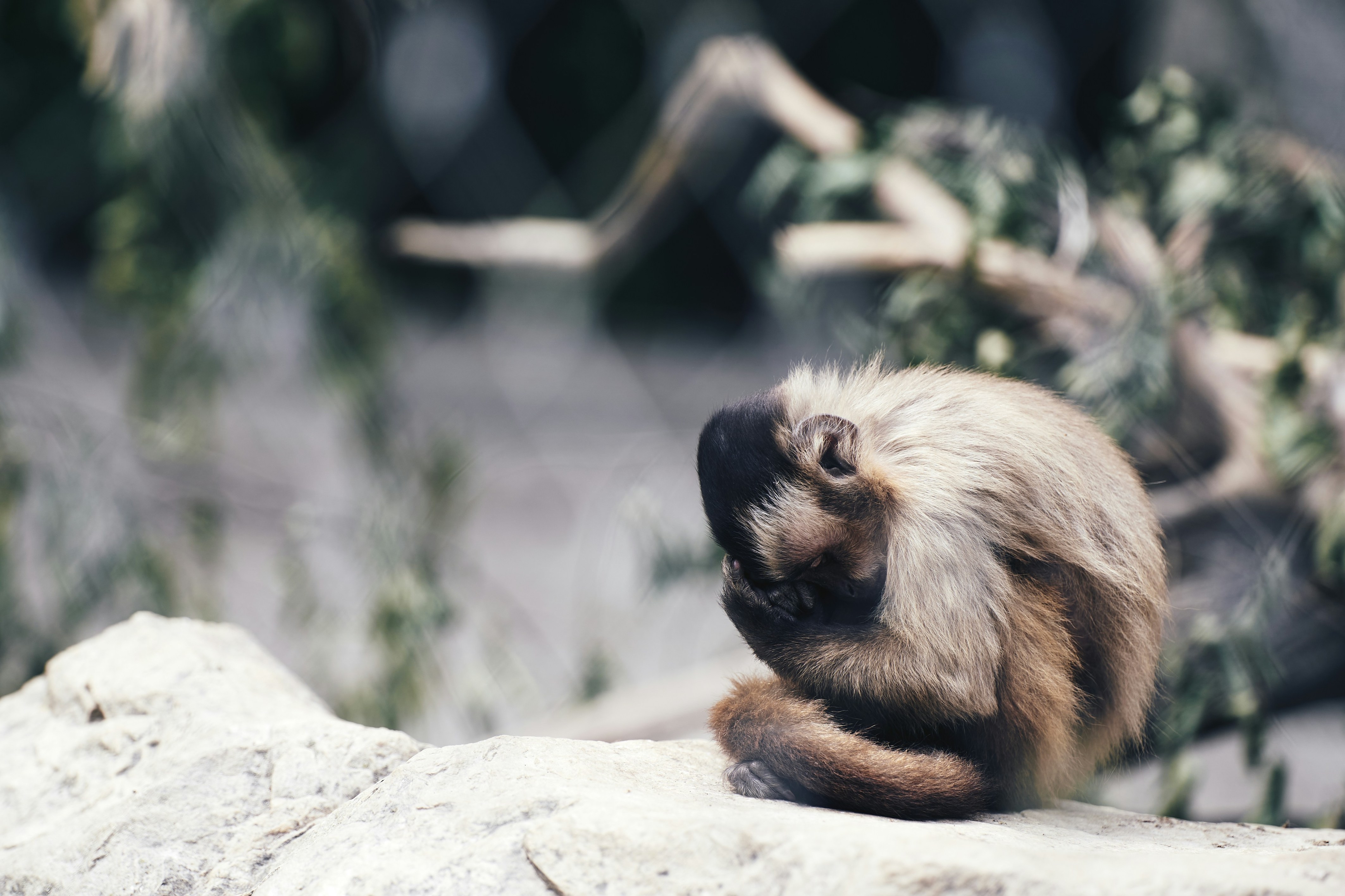 5 ways to overcome burnout in animal activism