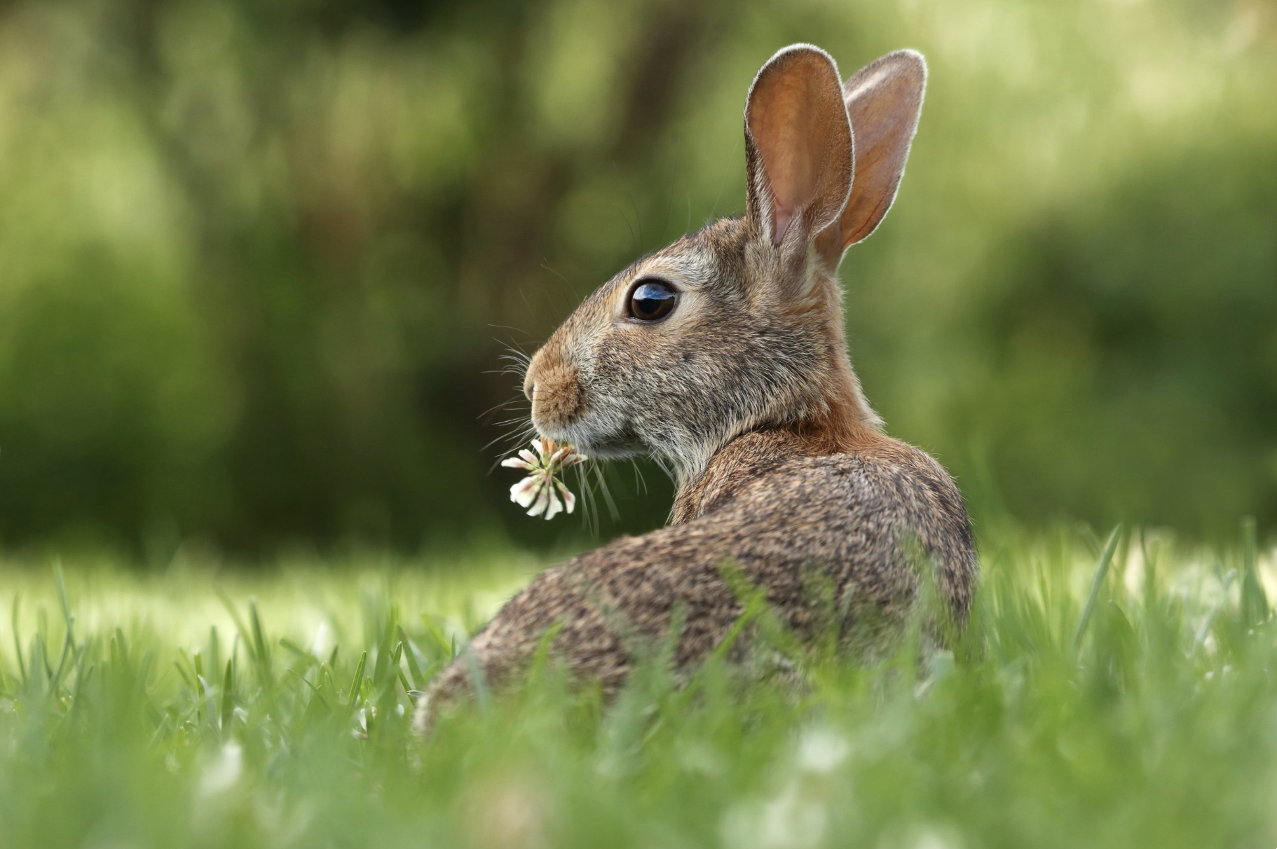 wild-rabbit-in-grass-with-flower-in-mouth