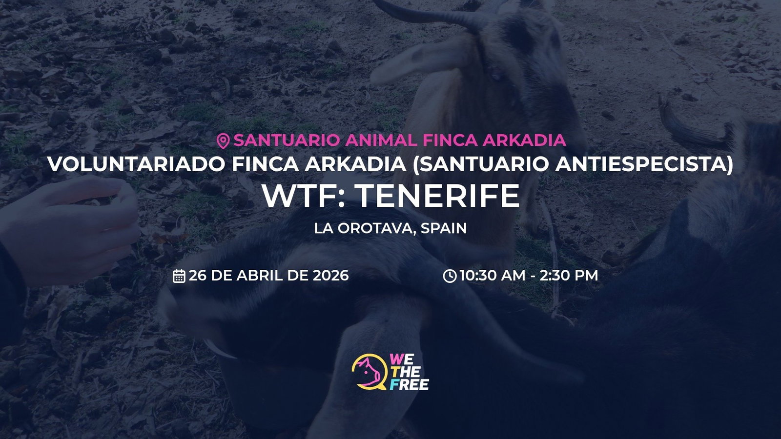 WTF: Tenerife