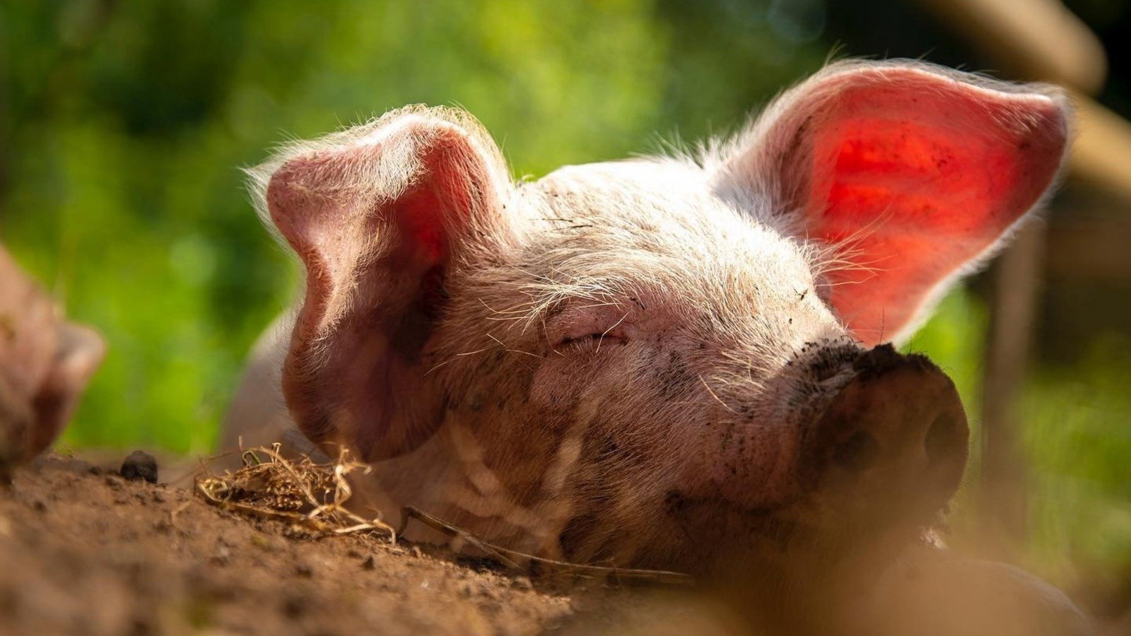 Pear Tree Farm Animal Sanctuary Volunteer Day