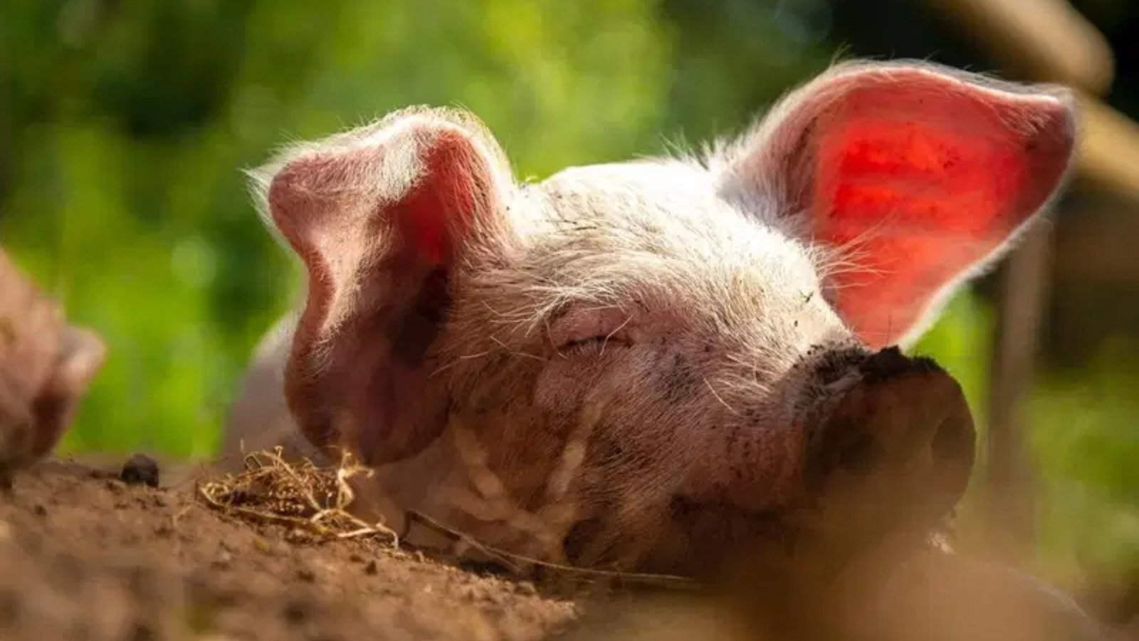 Pear Tree Farm Animal Sanctuary Volunteer Day