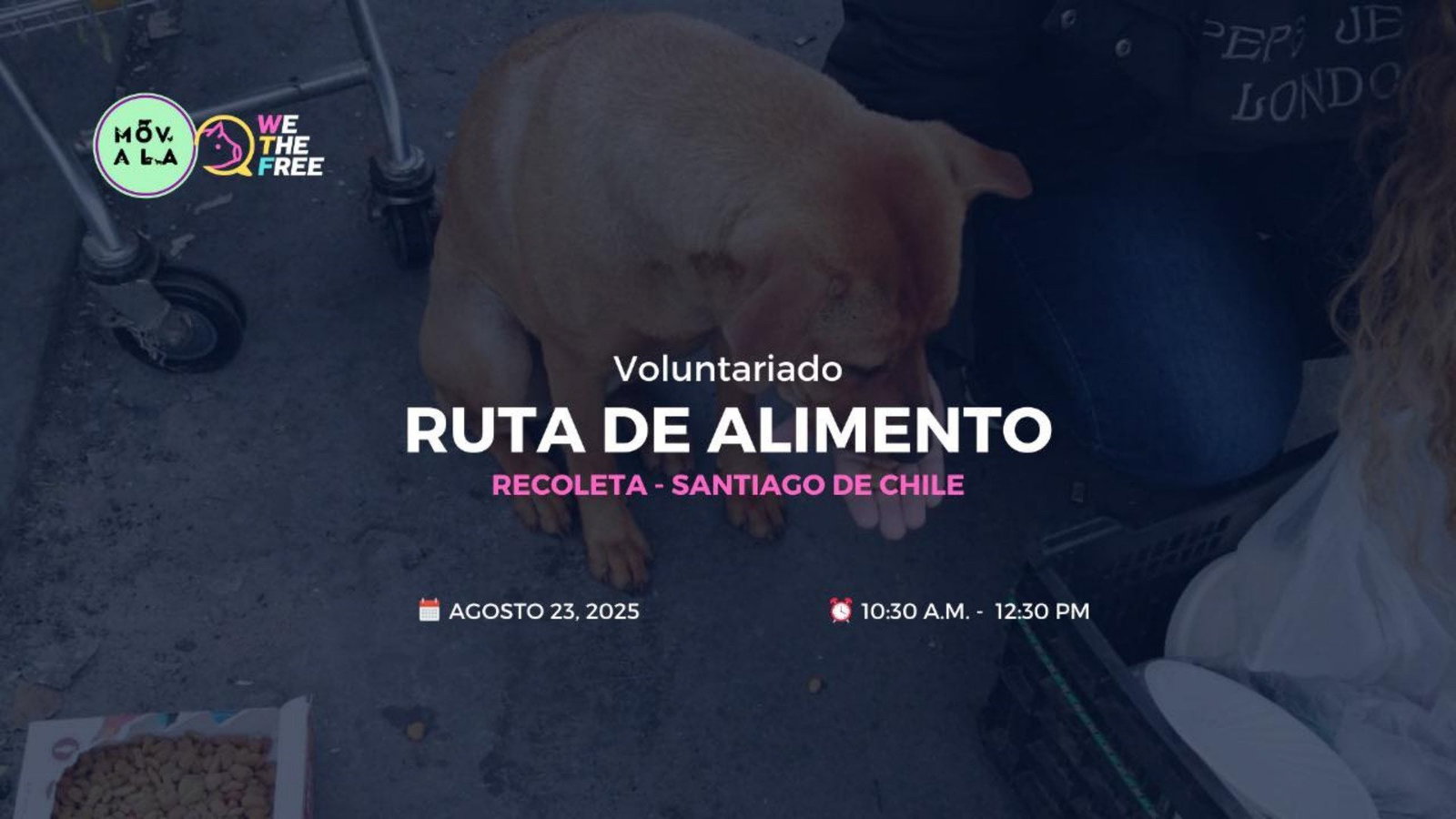 WTF: MOVALA, CHILE VOLUNTARIADO