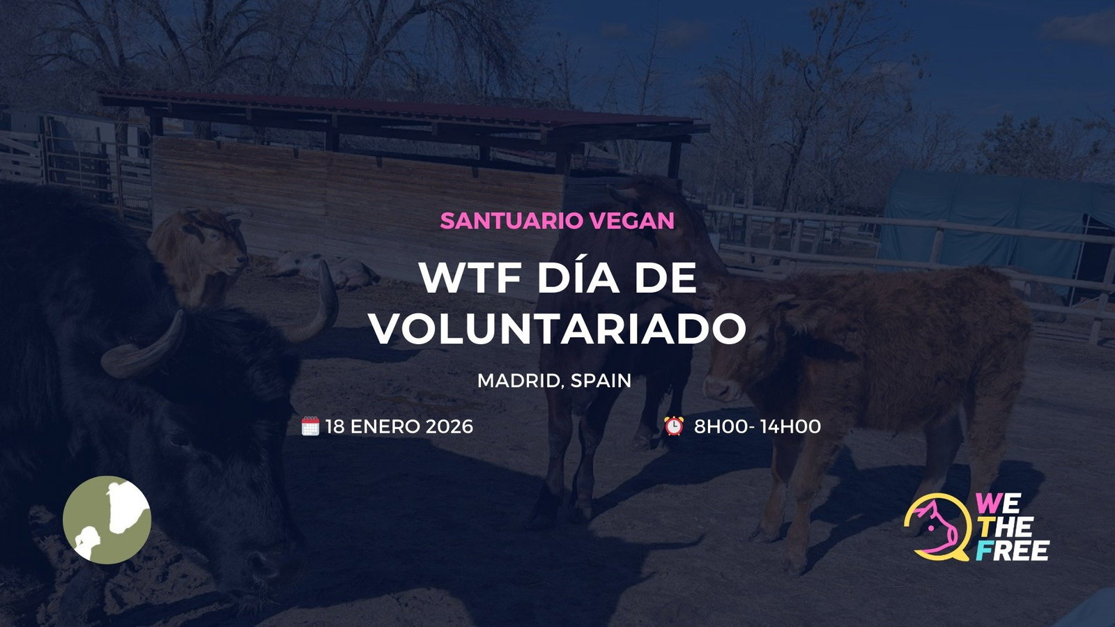 WTF: Madrid, Spain - Sanctuary Volunteering Day, January 18th, 2026