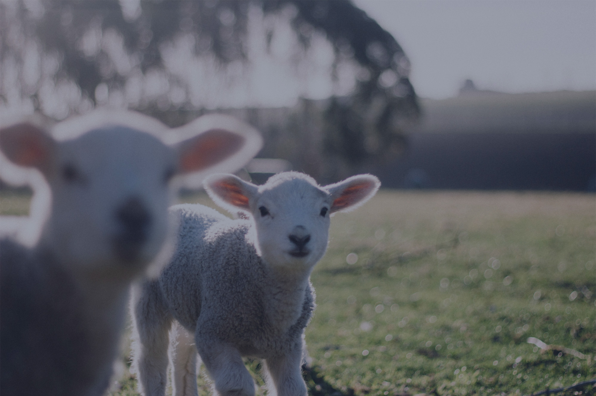 A sheep in a green field looking toward the camera