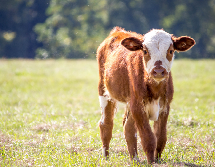 A young cow standing in a grassy field
