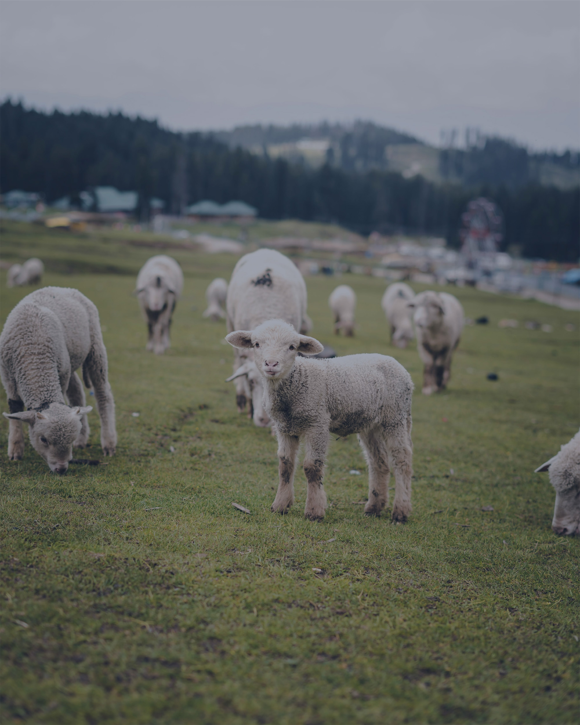 A flock of sheep and lambs in a green pasture