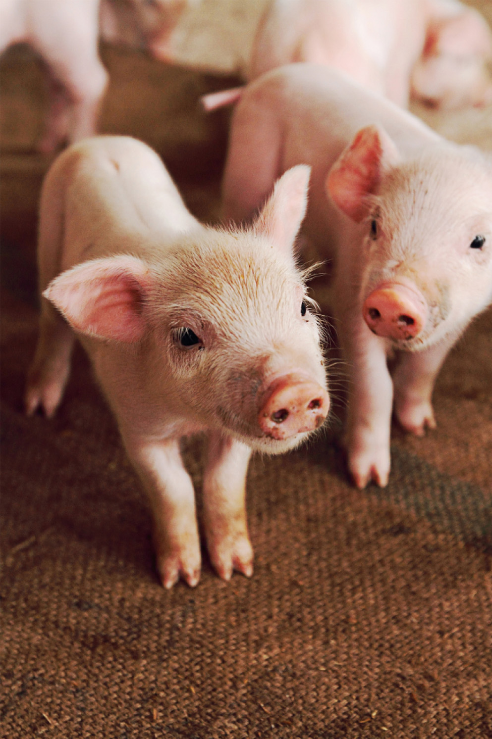 Two piglets standing together in a barn