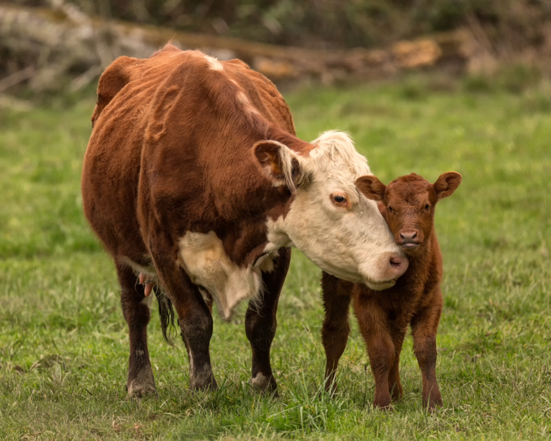 A mother cow and her calf standing in a pasture