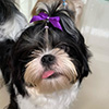 Lulu