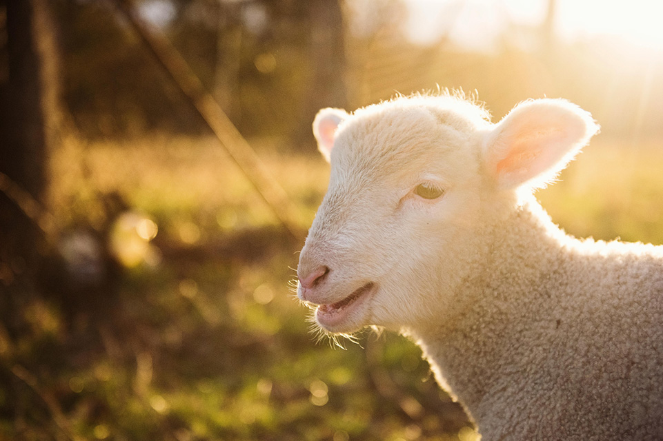 A rescued sheep looking into the camera