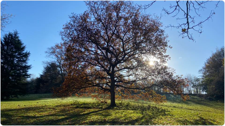 Light glowing from behind a tree