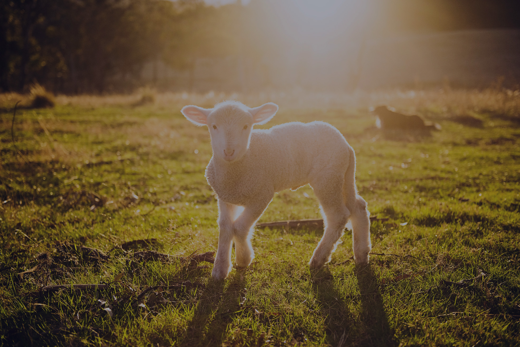 A lamb standing in a sunlit pasture at golden hour