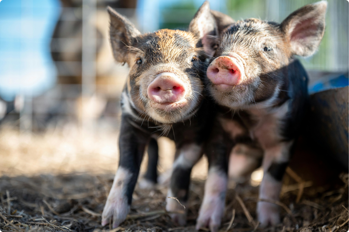 Two piglets standing side by side in a straw-bedded pen, looking at the camera