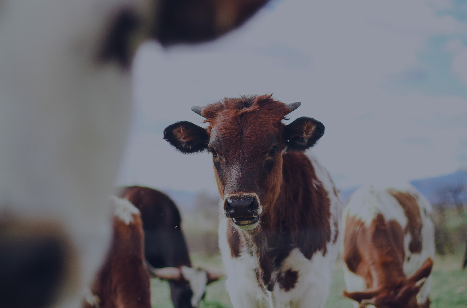 A young brown and white cow looking straight at the camera, standing in a herd in a field