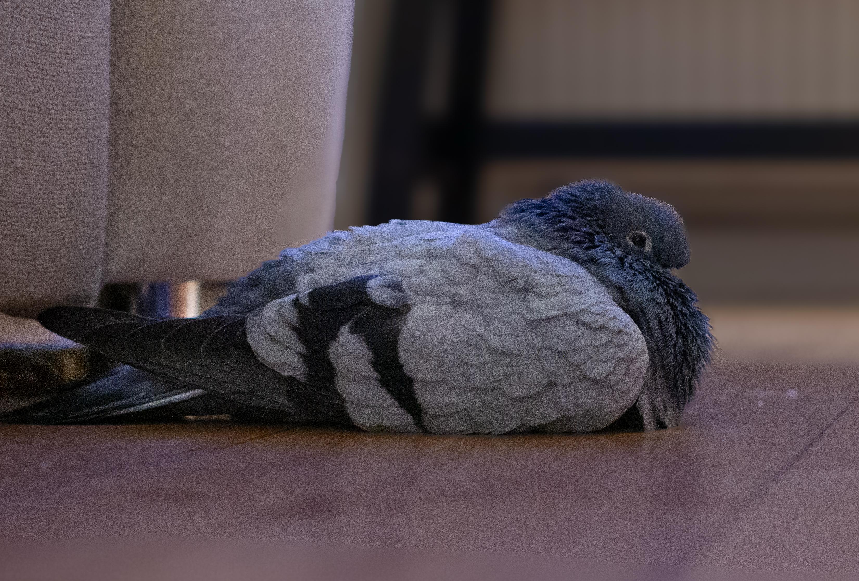 Lori