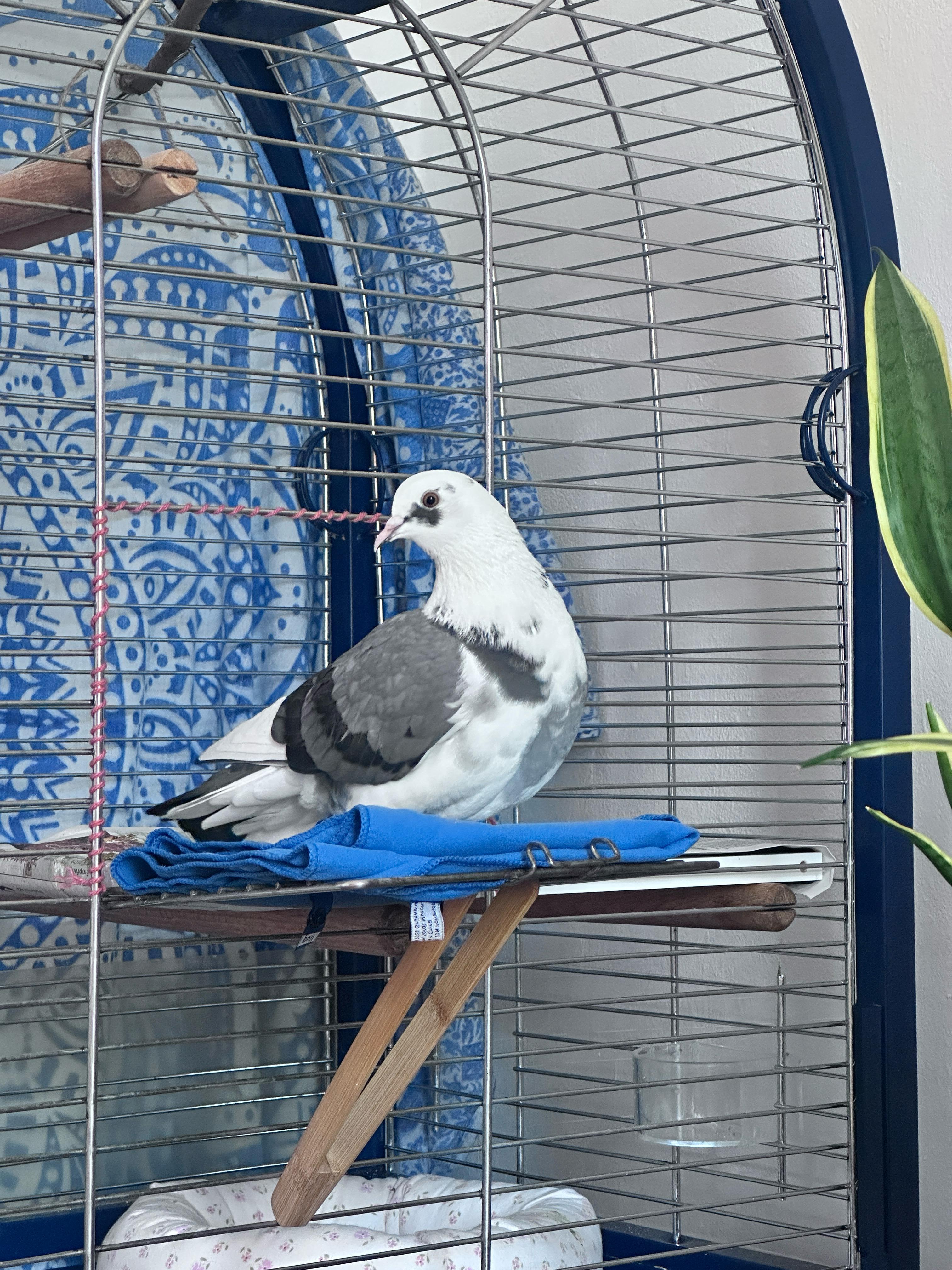 Oreo