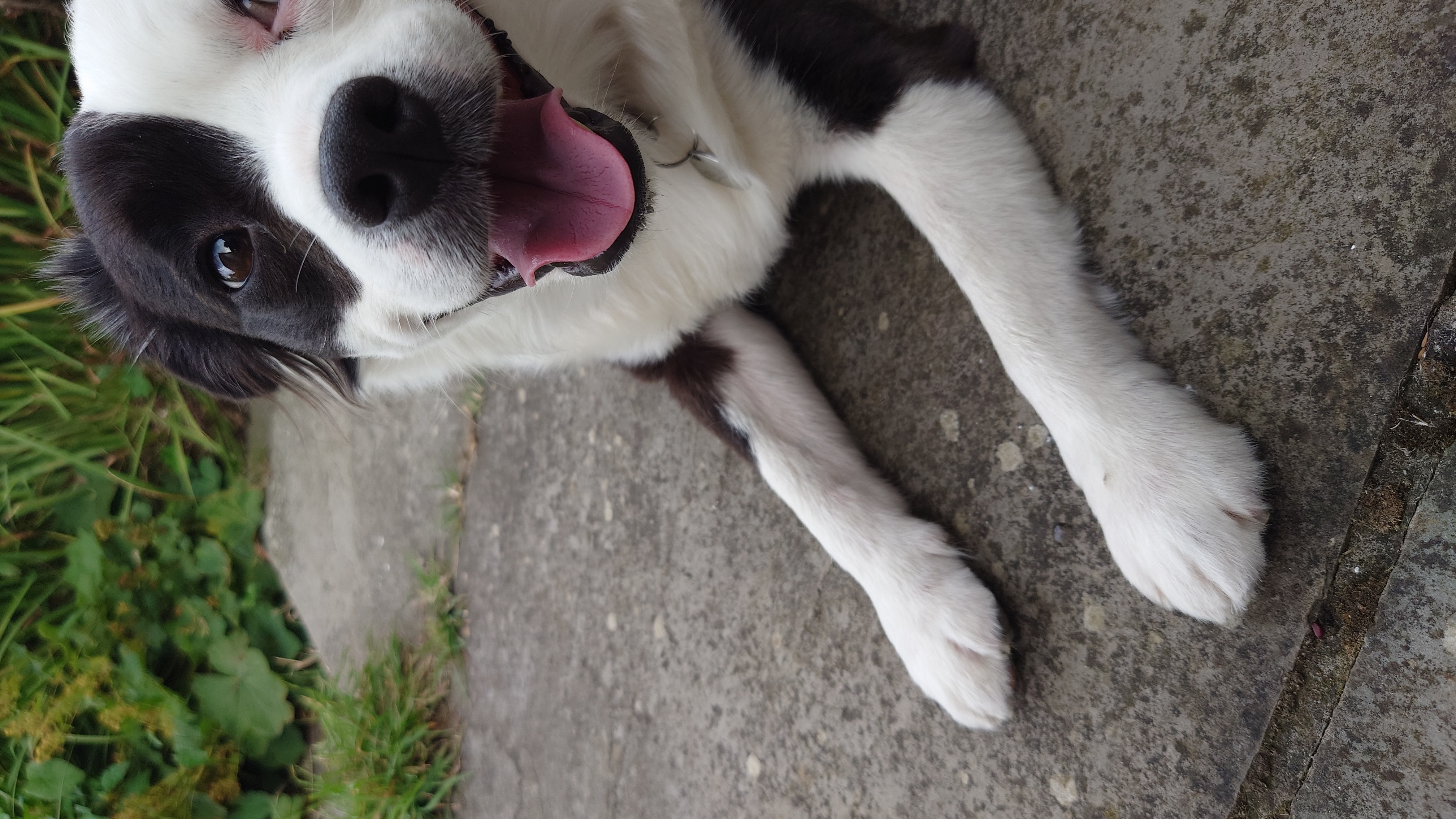 Buddy