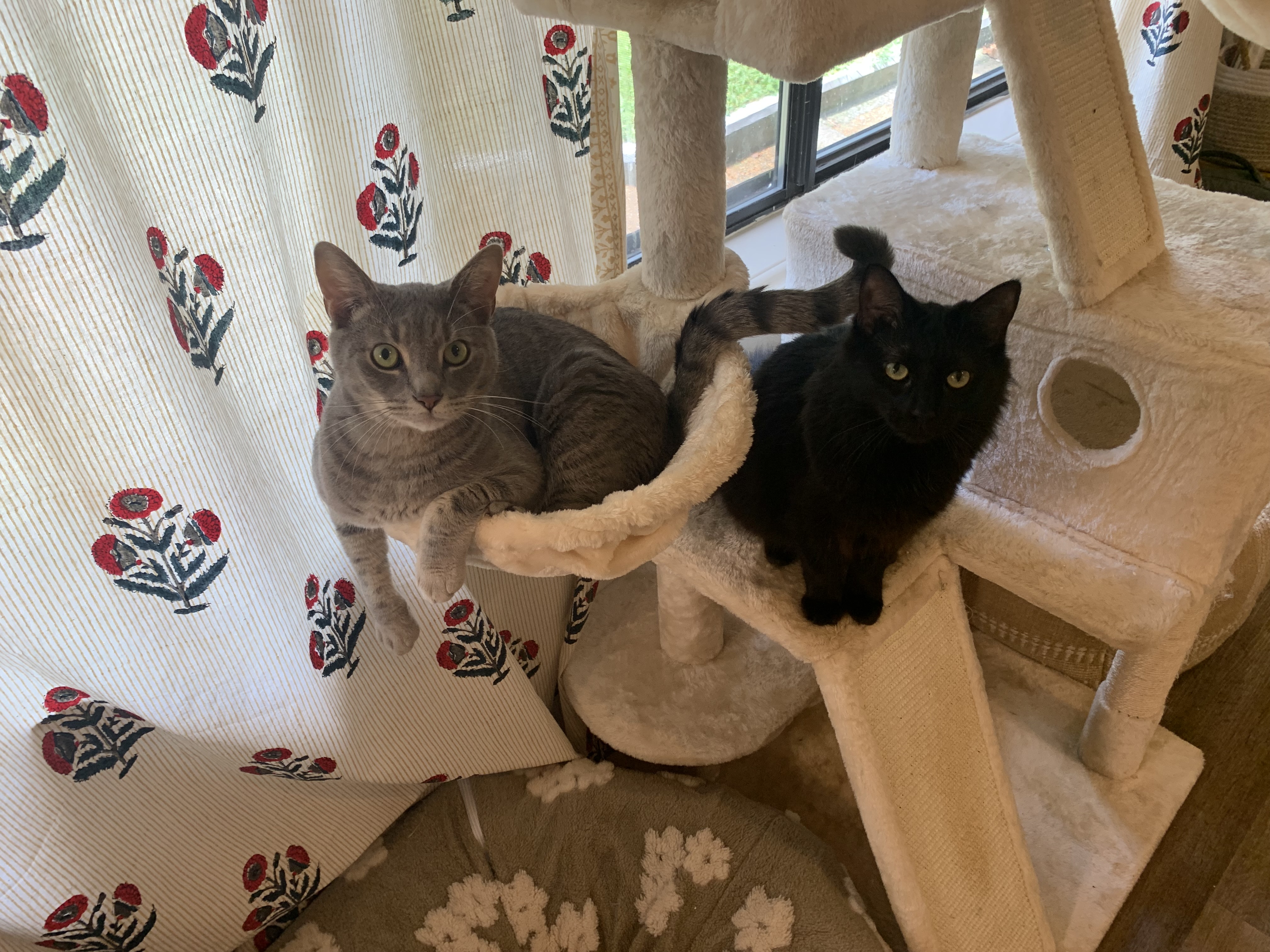 Spider & Freya