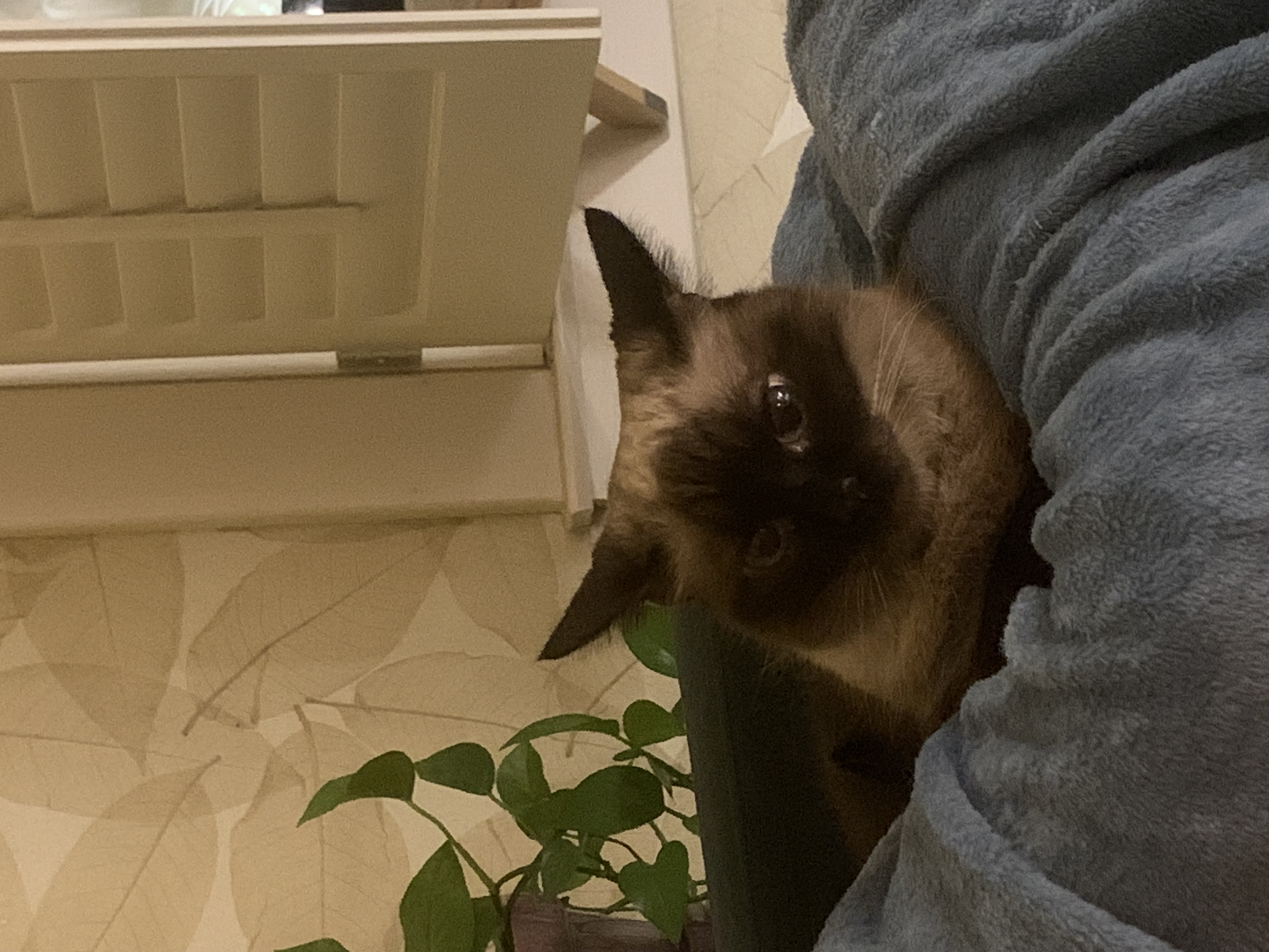 Cinnamon