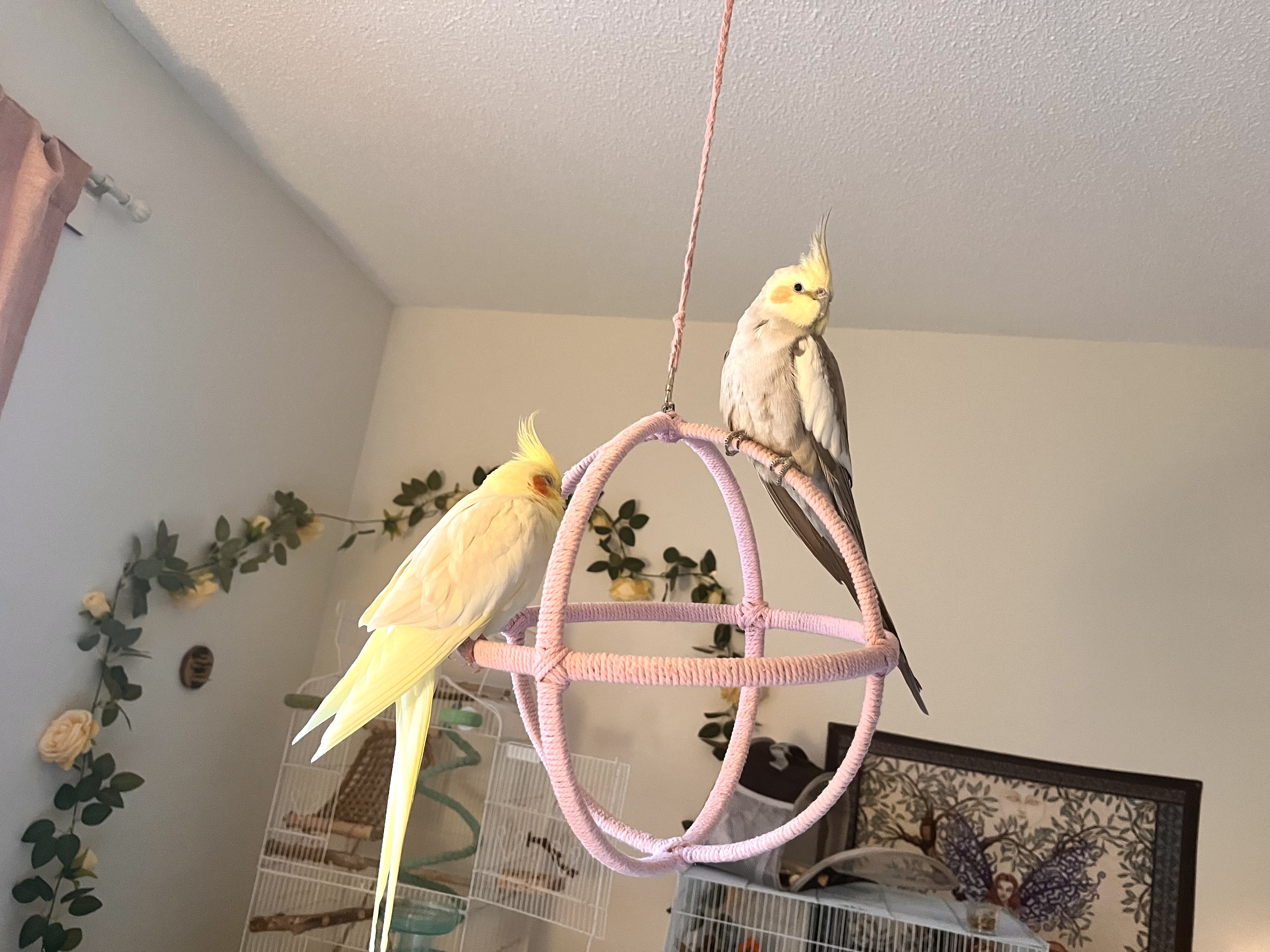 Luna & Chiron